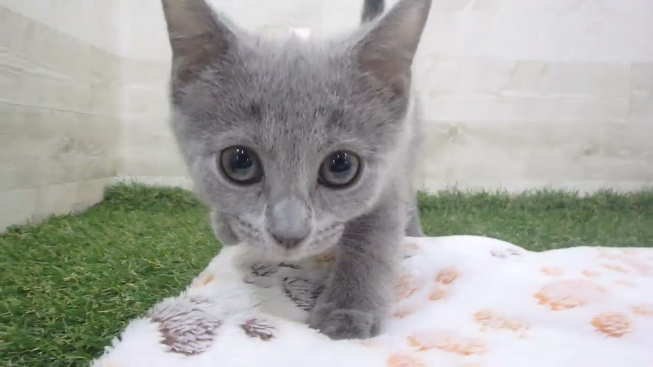 Coo&RIKU　No00615079 シャルトリュー