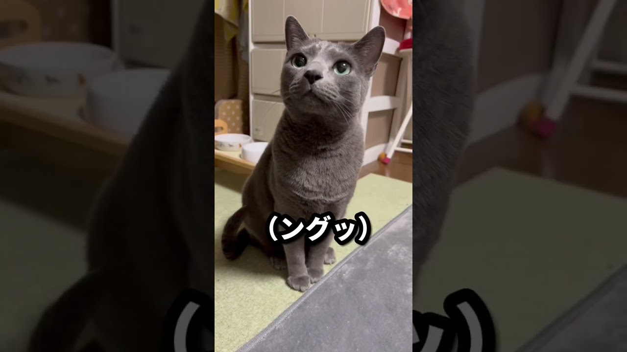 【ロシアンブルー】めろん、今日は猫っぽい？おねだり声です😊【猫】#shorts