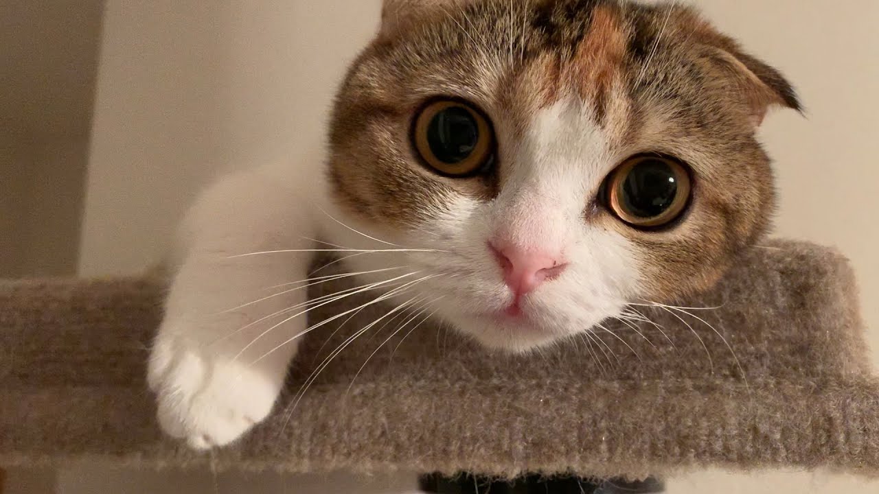 【子猫】もはやアイドル！！クラちゃんの撮影会【スコティッシュフォールド】