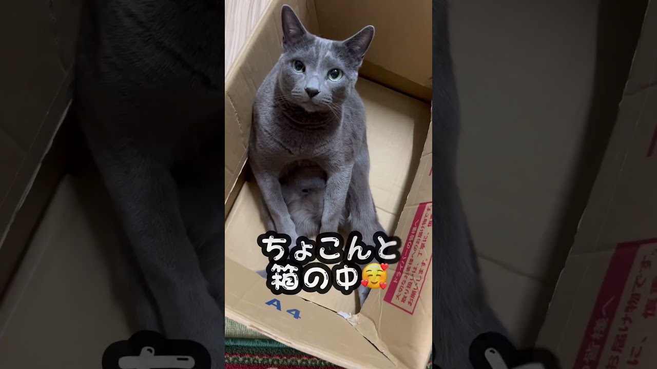 【ロシアンブルー】めろんのまったり姿いろいろ😌【猫】#shorts