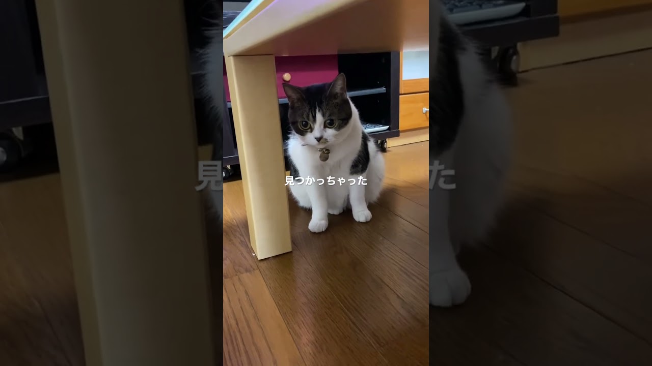 マンチカン猫のラピちゃん