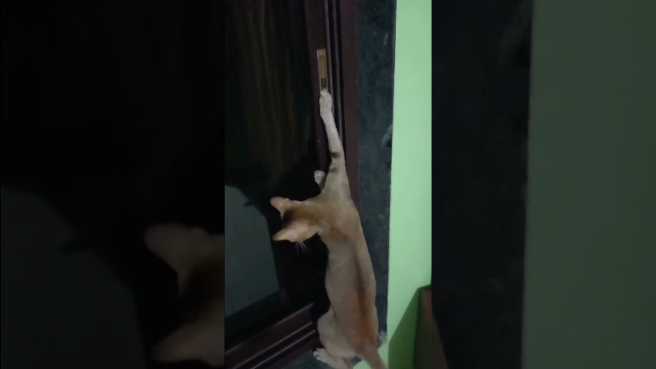 🤣😱🤣 CAT Trying to Open Window by Pressing Button 🤣😱🤣 #shorts #short #shortsfeed #cat #cats #smartcat
