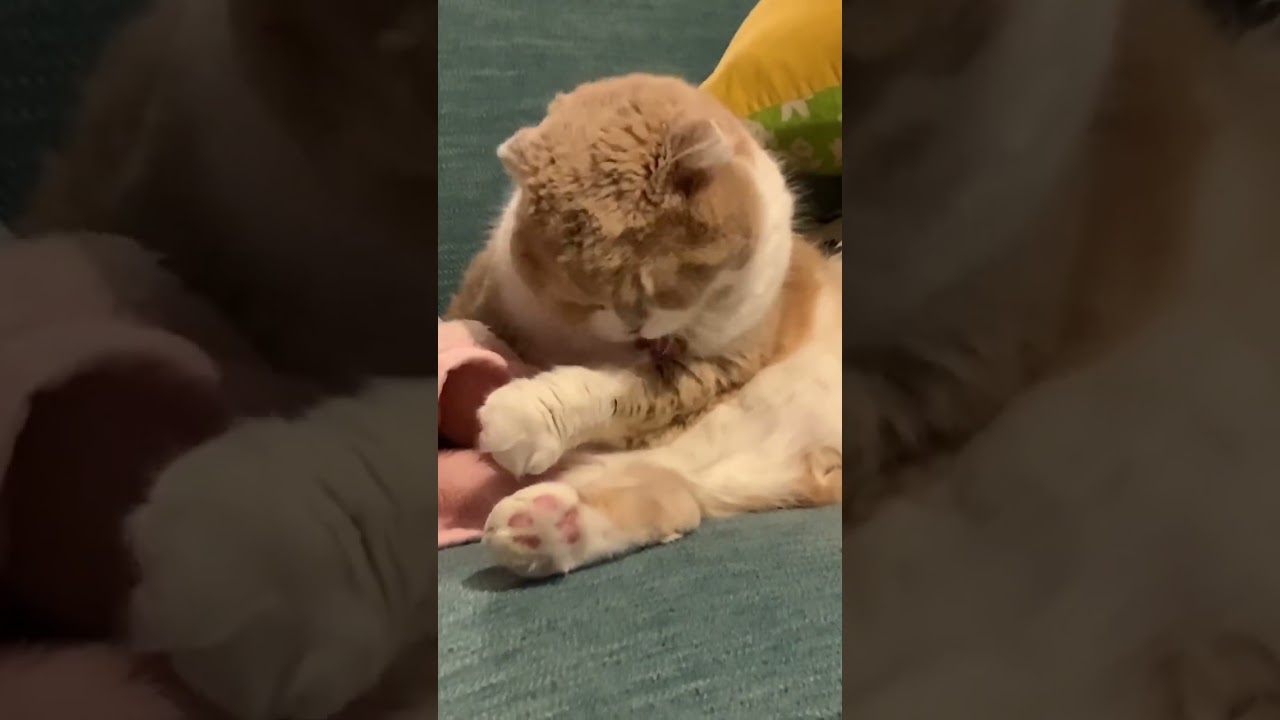 ペロペロ#ねこ #ねこのいる生活 #猫 #スコティッシュフォールド