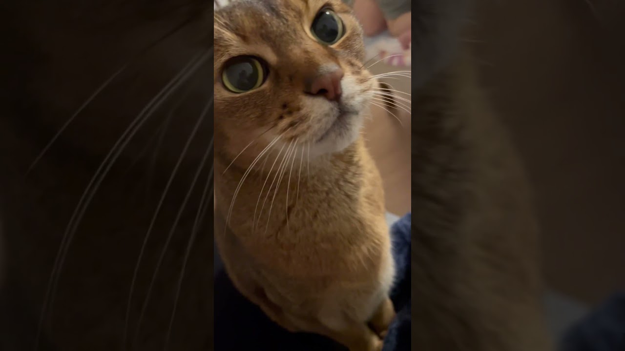 チューしてみる… 凶暴猫ルル　アビシニアン　#19