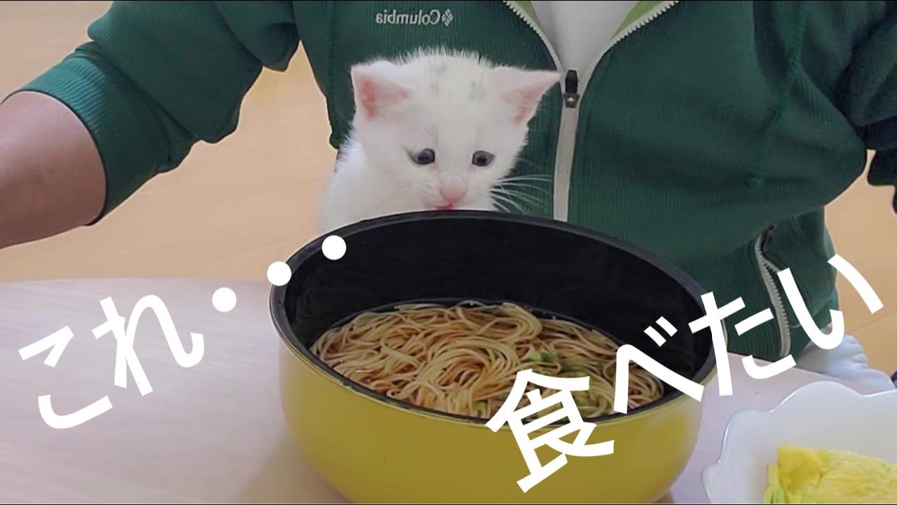 父ちゃんのエサを狙う子猫。【2022.10.17(2)】