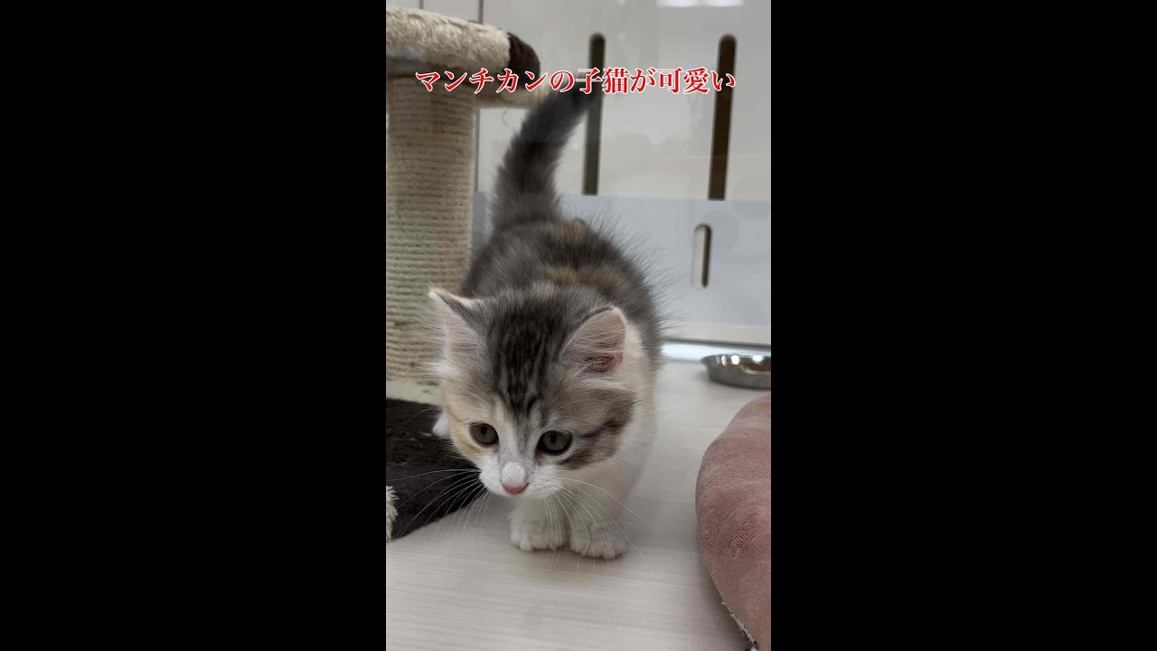 マンチカン【子猫】の仕草が可愛いすぎる😍「♯Shorts」