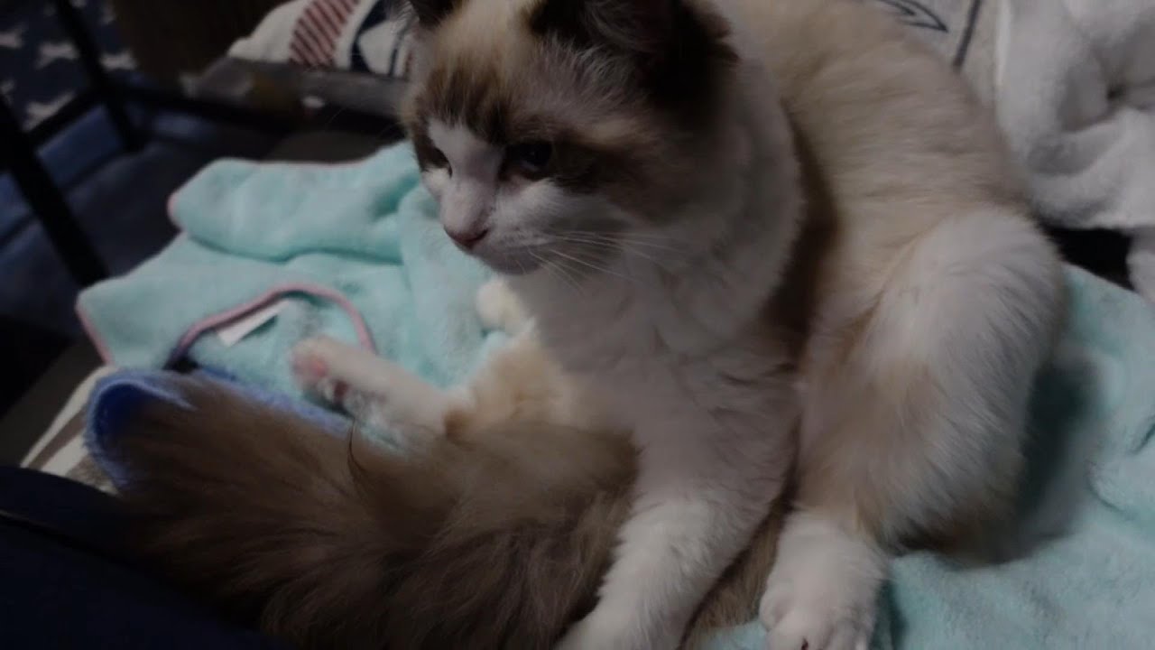 【ラグドール】ちゅーるを食べた後はおっさん座りでリラックスします【猫】