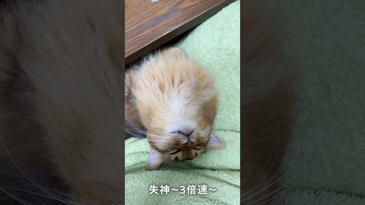 #175　ほぼ失神してるようにしか見えないソマリ