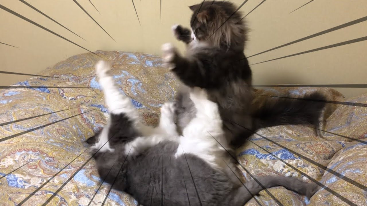【バトル！】可愛いノルウェージャンフォレストキャットの戦いwww