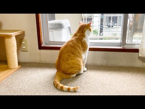 子猫たちが巣立っていきました