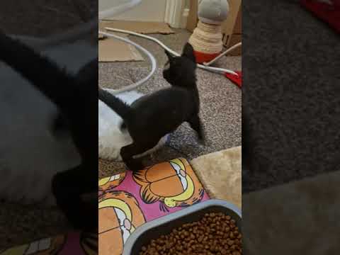 Beautiful Pedigree Devon Rex Kittens (3)