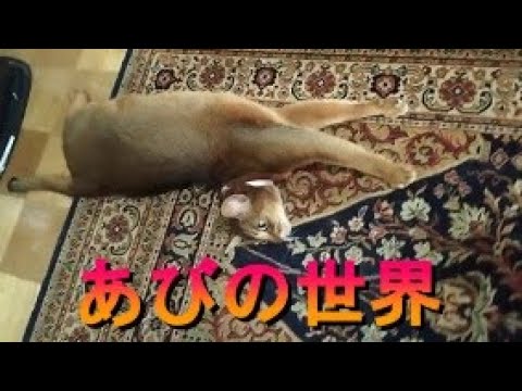 ネコ動画あび＃335　あびの毎日　アビシニアン　あび