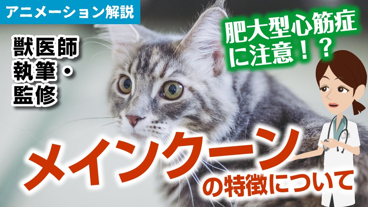 メインクーンの特徴や気を付けたい病気など【獣医師執筆監修】