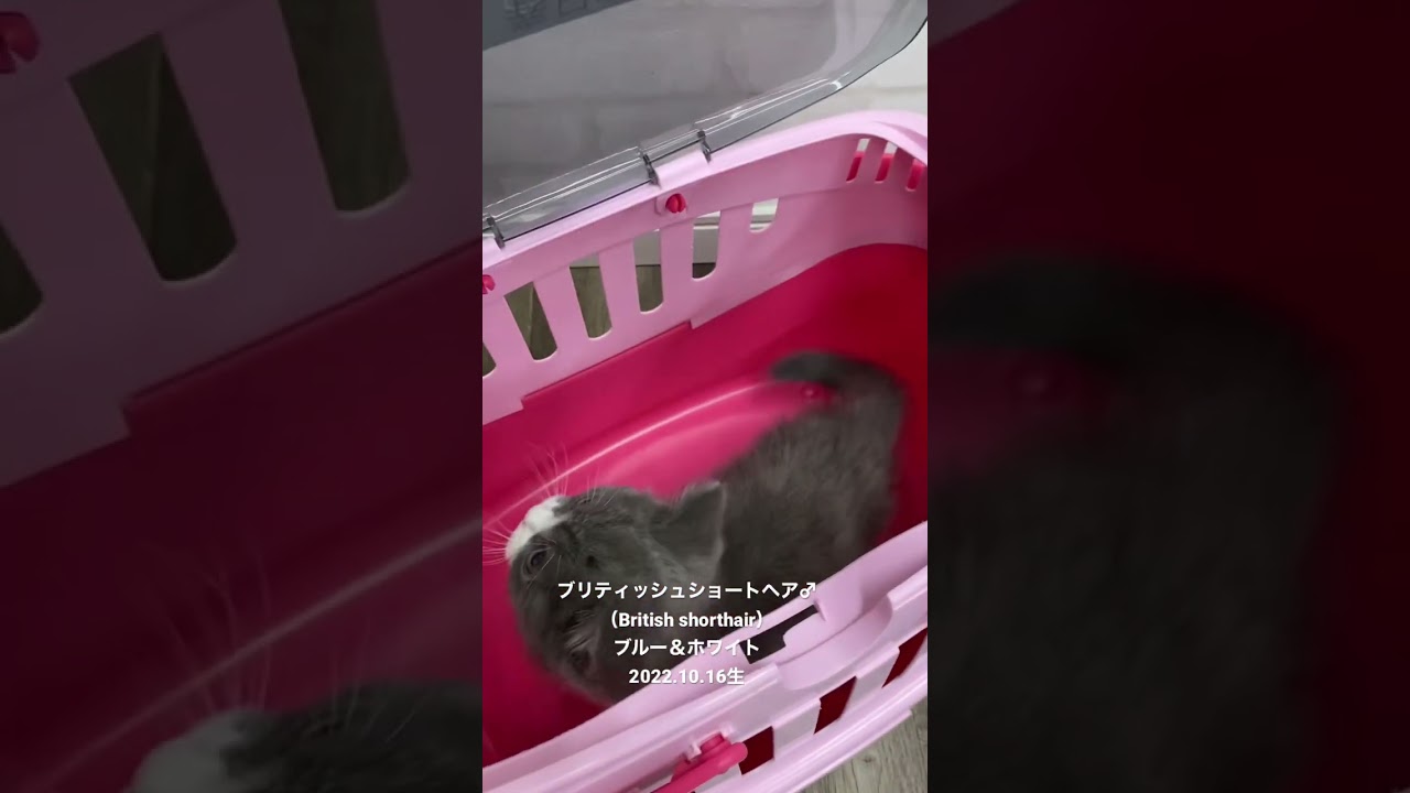 仲間が増えました😊💕 #ブリティッシュショートヘア #猫 #子猫 #funny #shorts