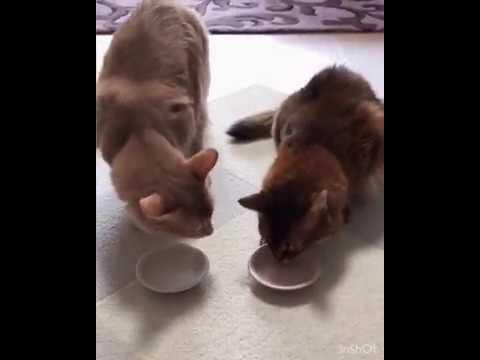 またたび酔っ払いソマリ（ルディVSフォーン）