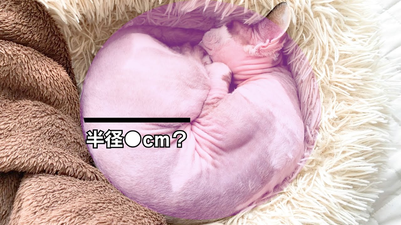 181:アンモナイトのような寝相のスフィンクス猫ヨーダ