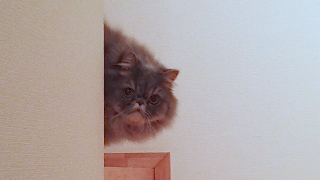 飼い主に懐かないネコ【ペルシャ猫】