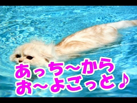 【猫】かわいい猫だって暑い日はおよぐもん