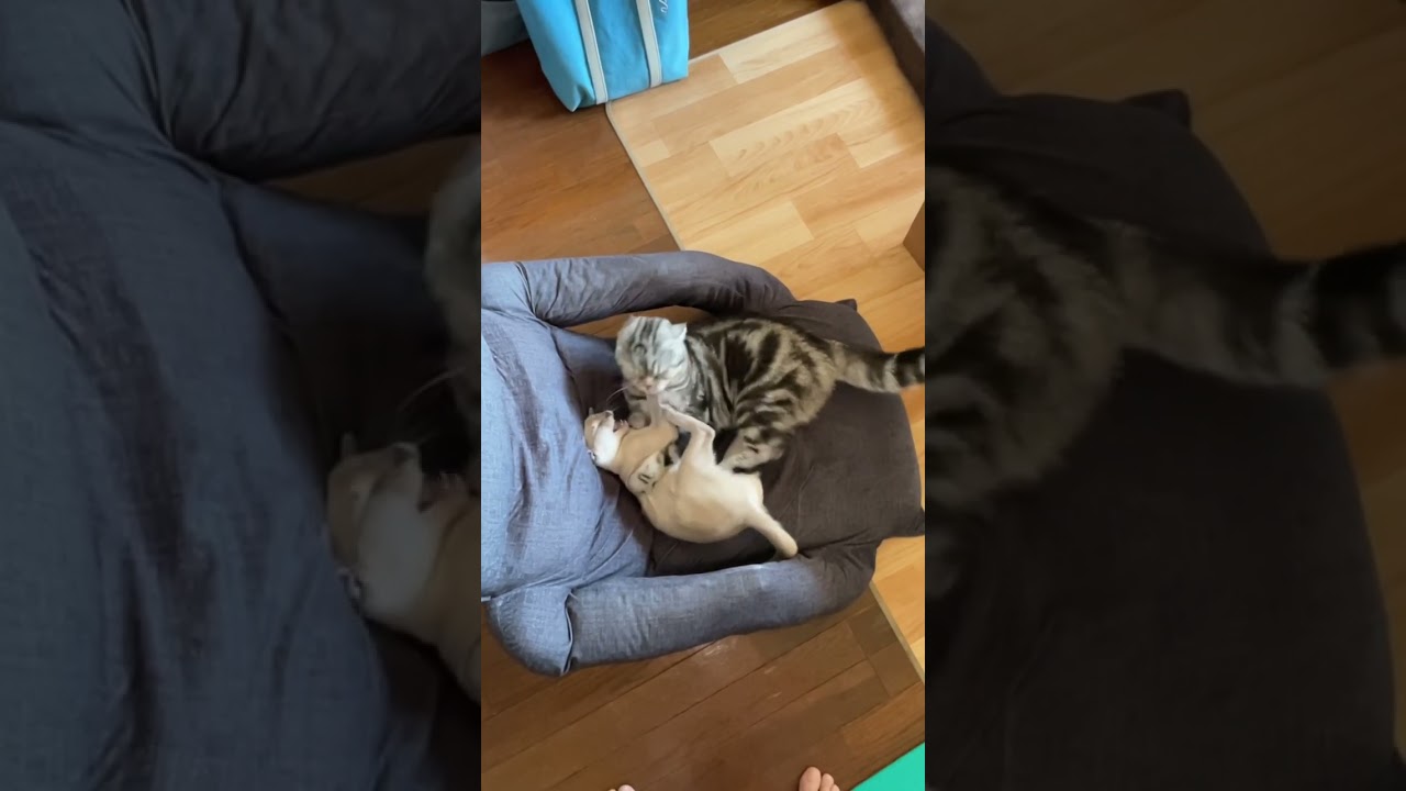 猫同士の喧嘩をスローモーションで撮ってみたら迫力がすごかった#shorts #cat #ミヌエット