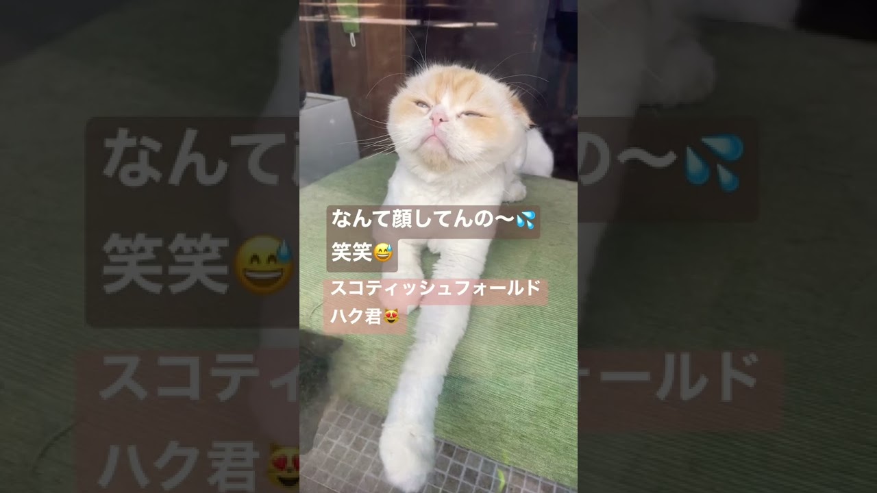 ハクちゃん‼️なんて顔しとんの🥸💦笑　スコティッシュフォールドのハク君😻　#スコティッシュフォールド #shorts #猫 #猫のいる暮らし