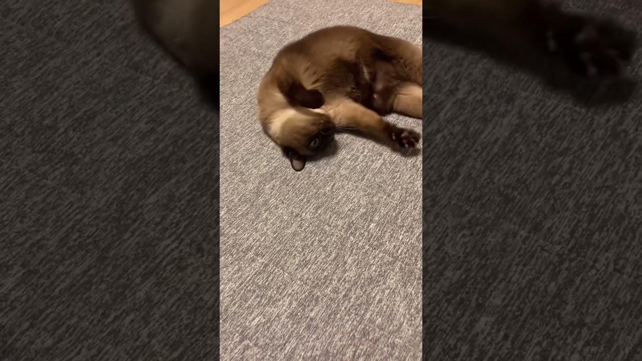 猫とボール遊び