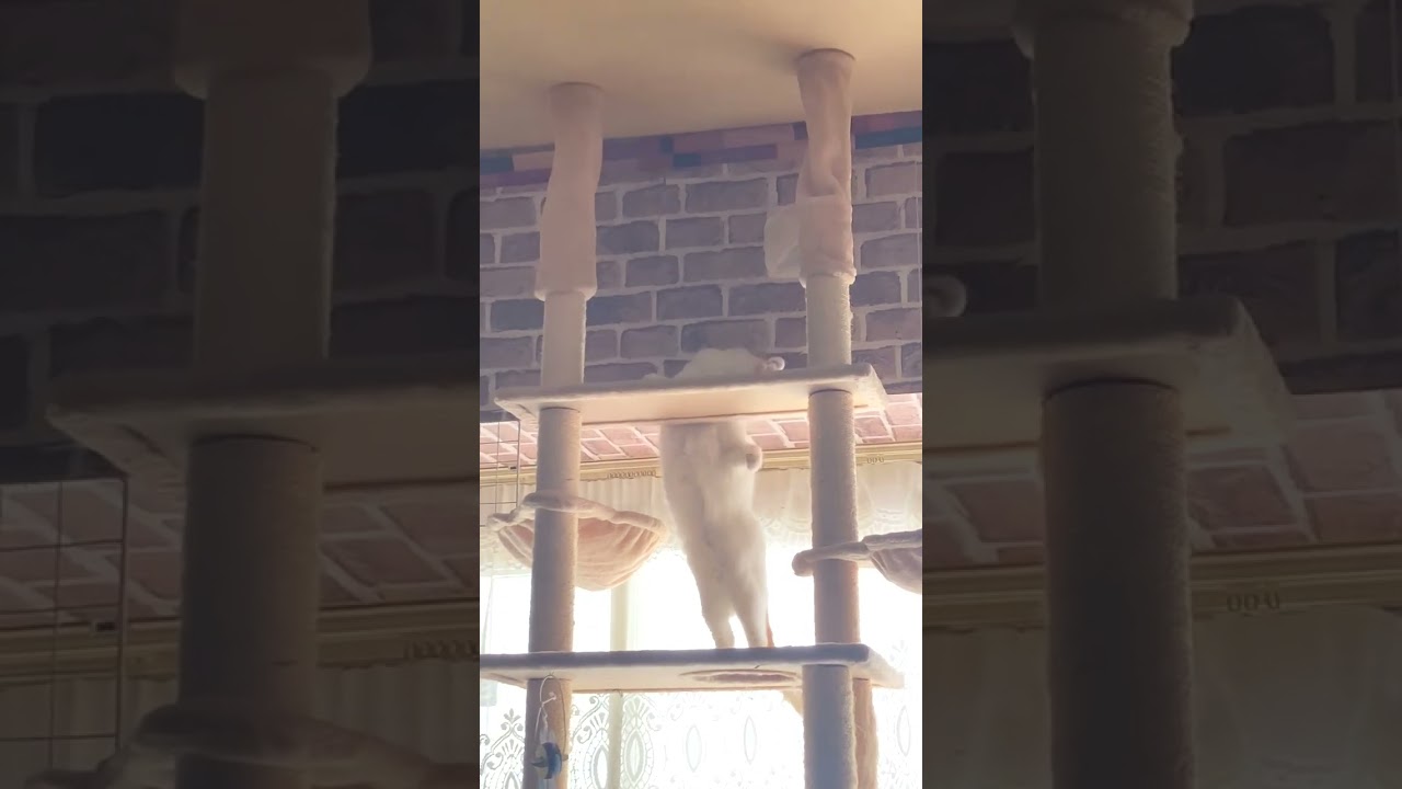 登れなくてわなわなする猫 #shorts  #猫 #アメリカンカール #cat