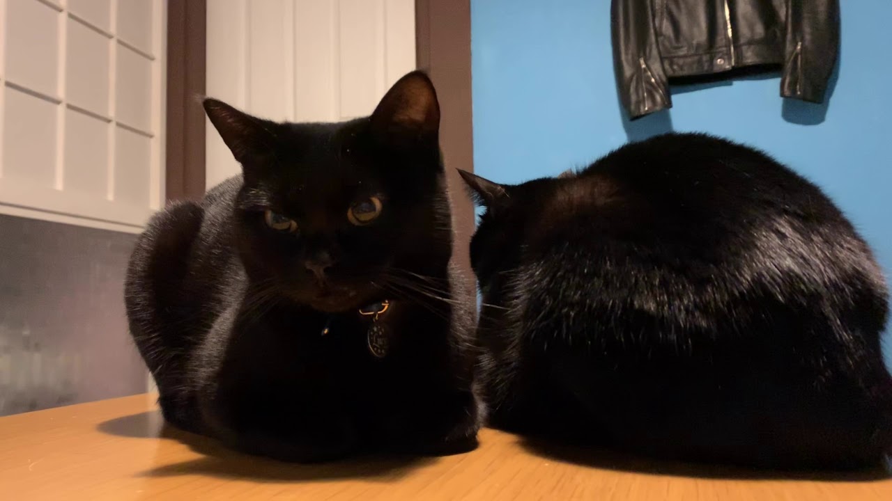 朝起きると目の前にかわいい猫☆4匹ボンベイ猫ファミリーのにぎやかな1日