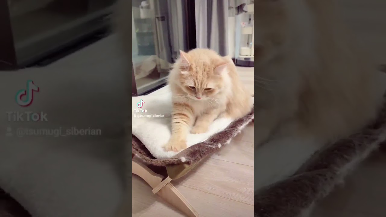 もふもふ猫のふみふみが可愛すぎるww #猫 #cat #サイベリアン #siberian #ふみふみ #shorts