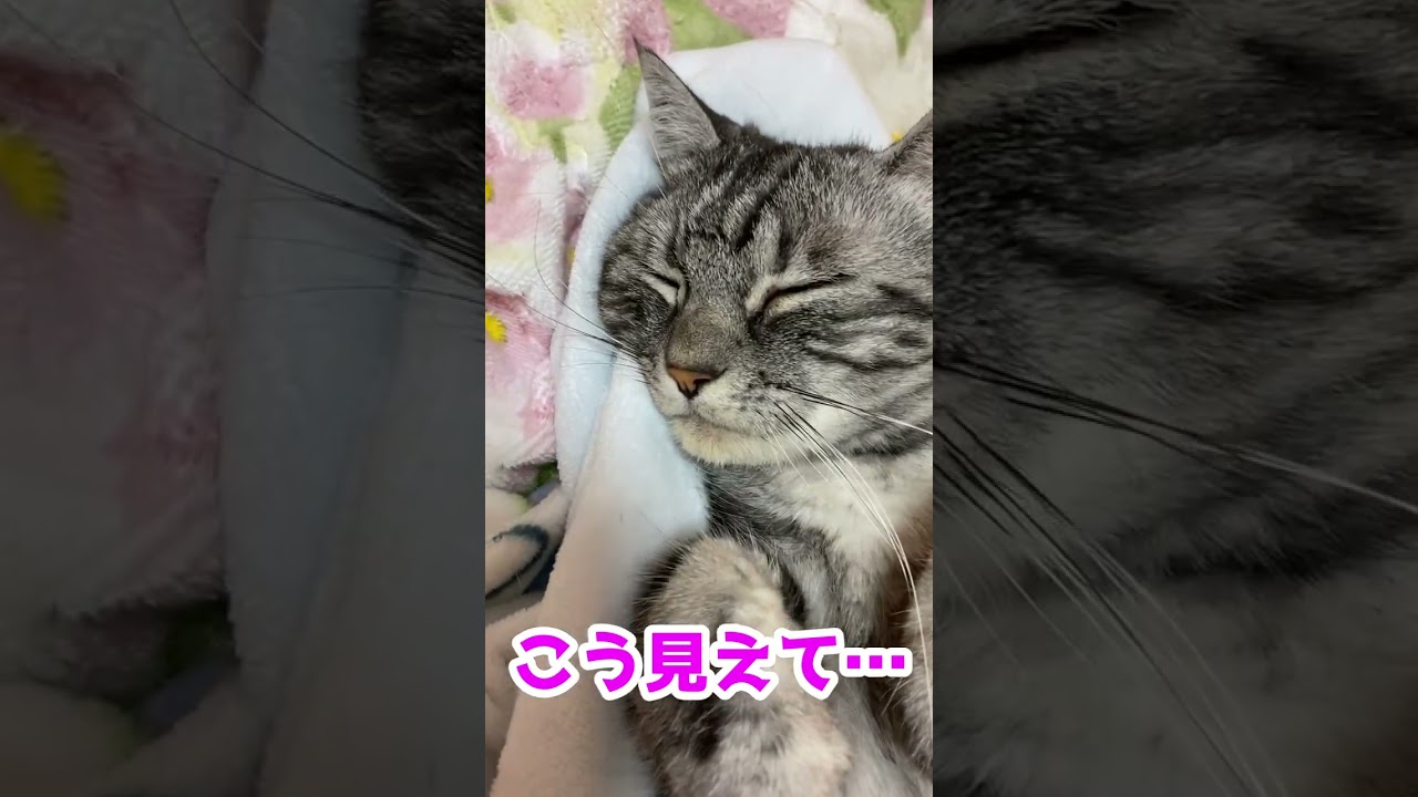 アメリカンショートヘアーのヘソ天がこちら#shorts