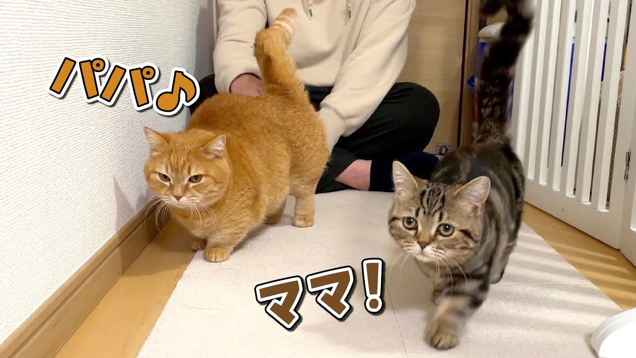 パパママ同時に帰ってきたらどっちに寄ってくるのか検証した結果が優しすぎた！