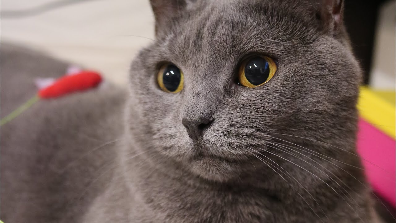 今日も沢山遊ぶにゃ🐱【シャルトリュー】