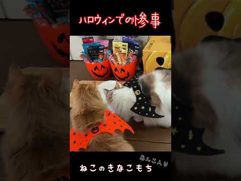 【ノルウェージャンフォレストキャット】ハロウィンでの惨事　#shorts
