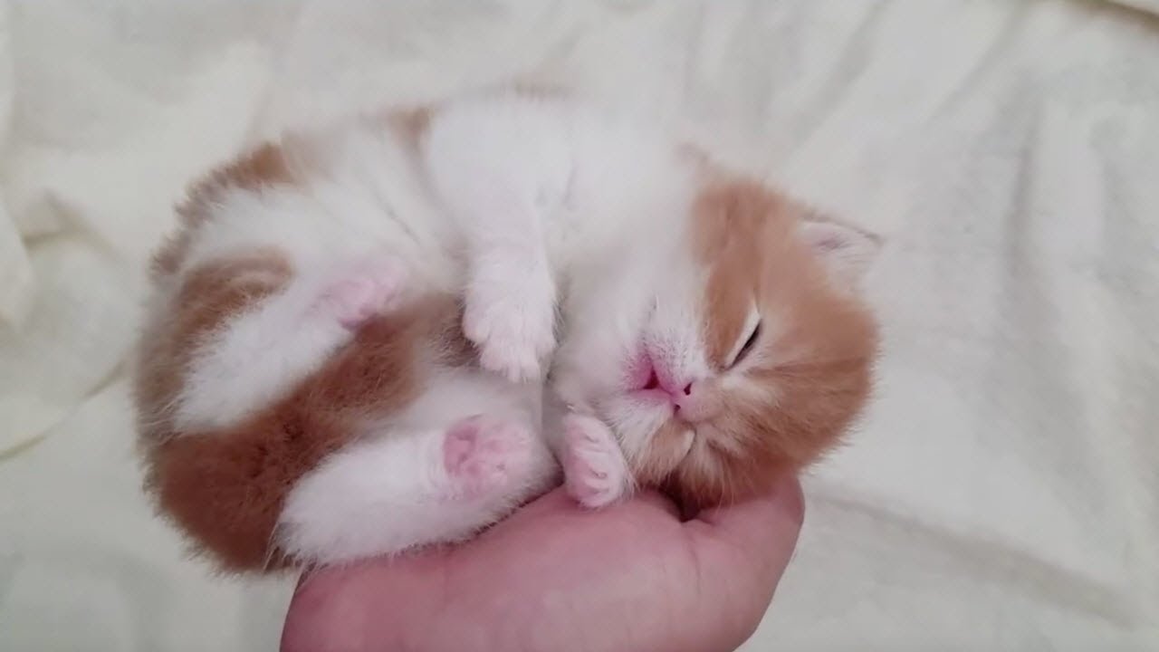 「猫かわいい」 すごくかわいい子猫 - 最も面白い猫の映画 #117