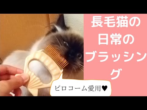 長毛猫の日常のブラッシング 【ヒマラヤン】【ピロコーム】 Everyday grooming of the long haired cat