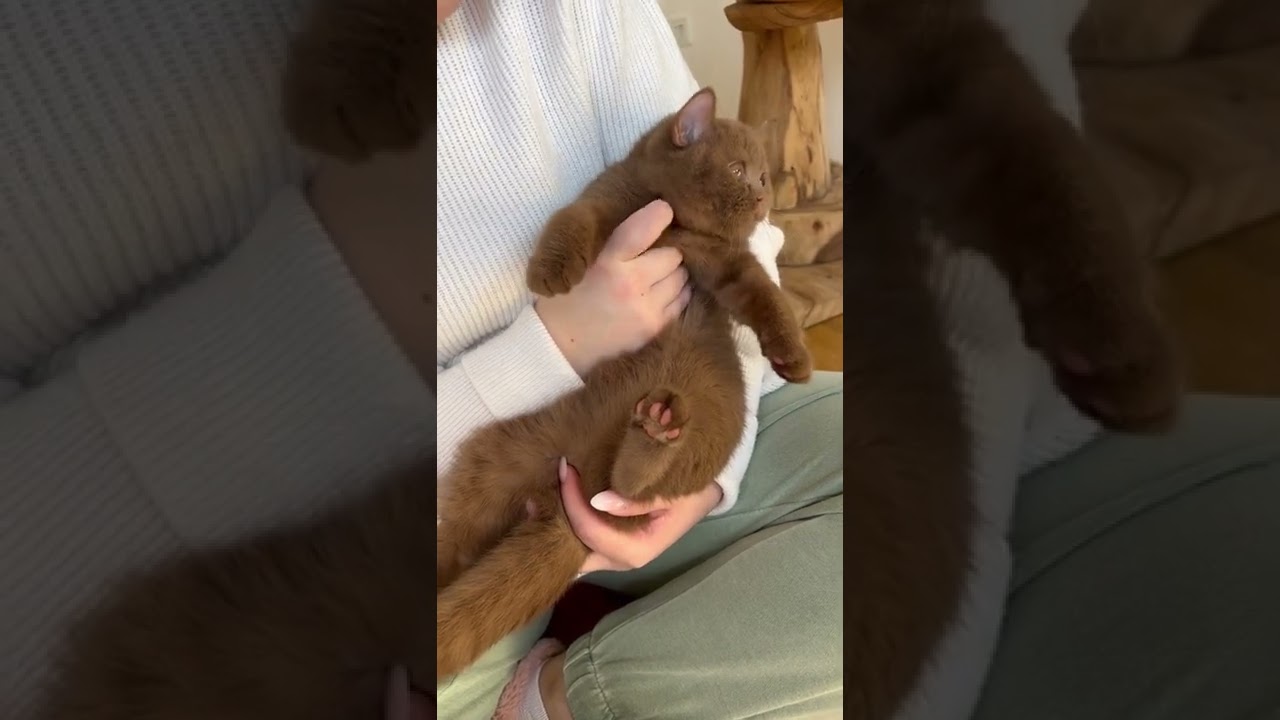 My Brown cat 🤣🐈 😉😁😗🥧 #shorts #cat #cute