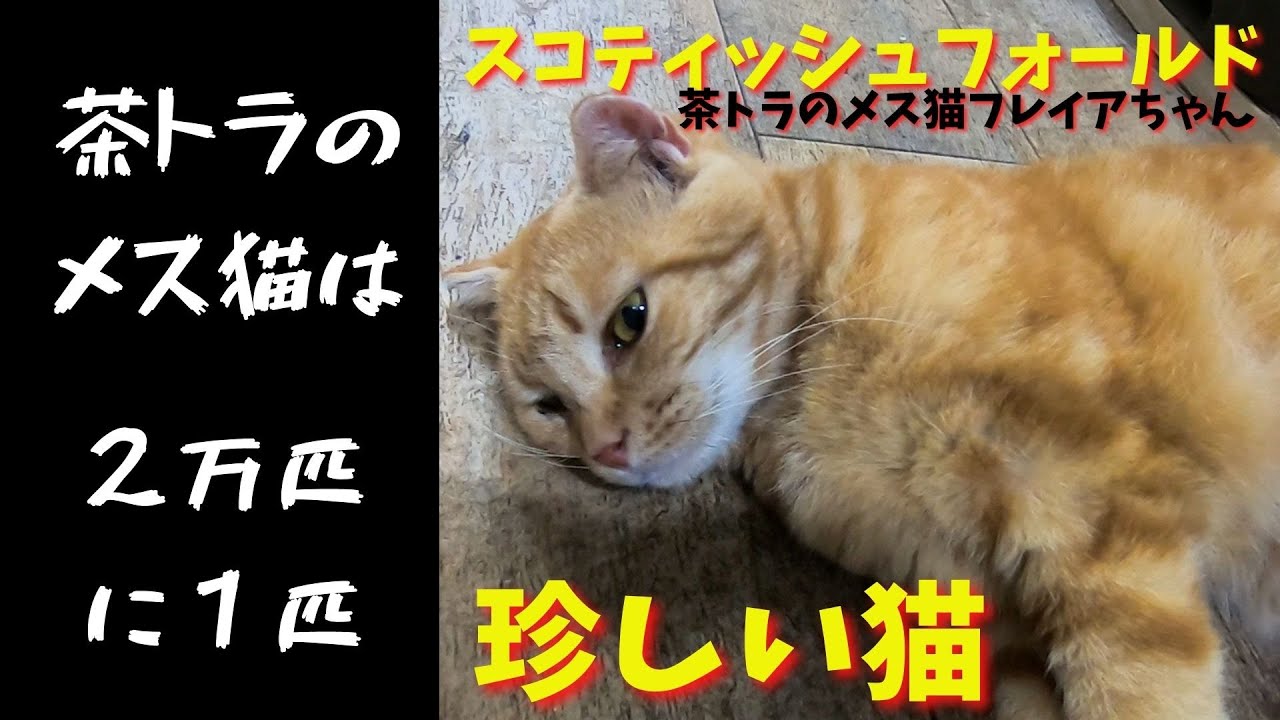 【珍しい猫】茶トラのメス猫はスコティッシュフォールド（保護猫カフェ猫の木）十三駅Rare Cat Red Tabby Cat Scalpel Cat Scottish Fold
