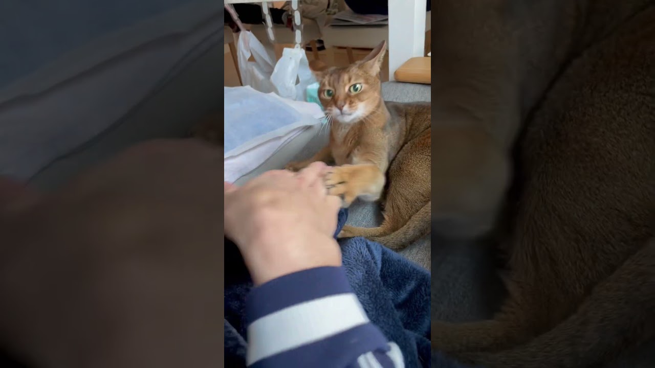 握手をしようと試みる… 凶暴猫ルル　アビシニアン　#18