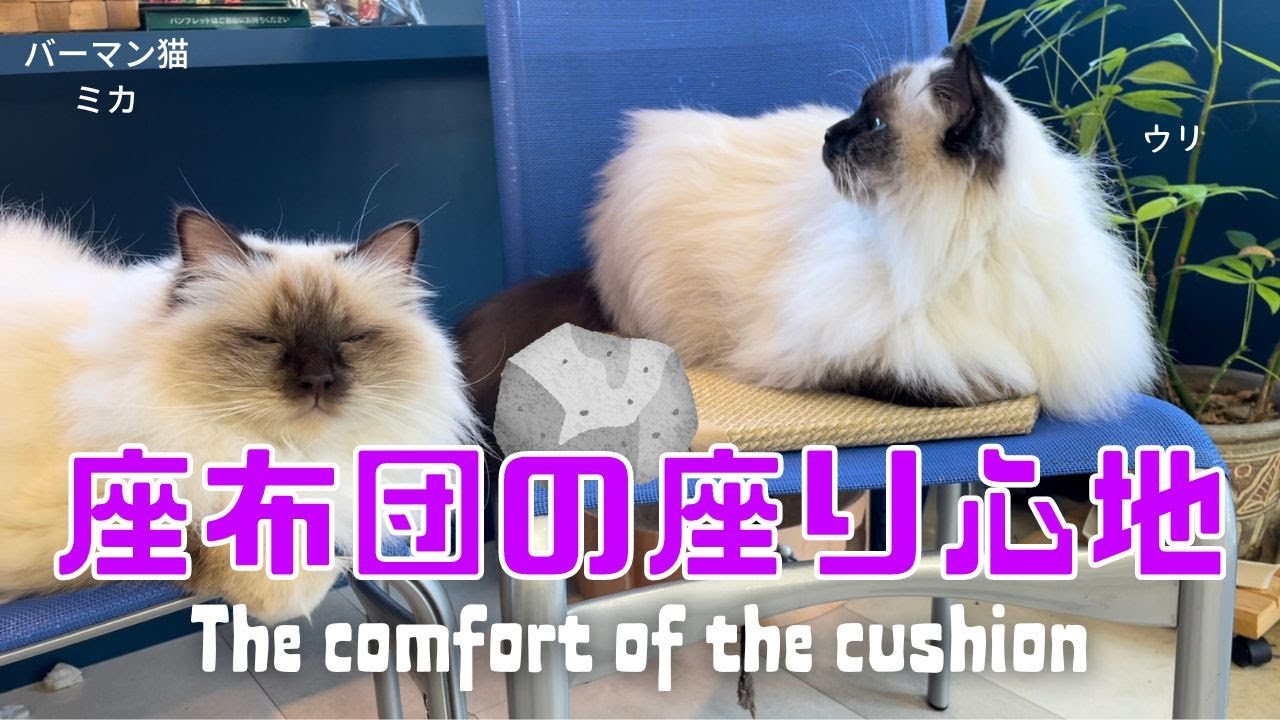 バーマン猫ミカ【座布団の座り心地】The comfort of the cushion （バーマン猫）Birman/Cat