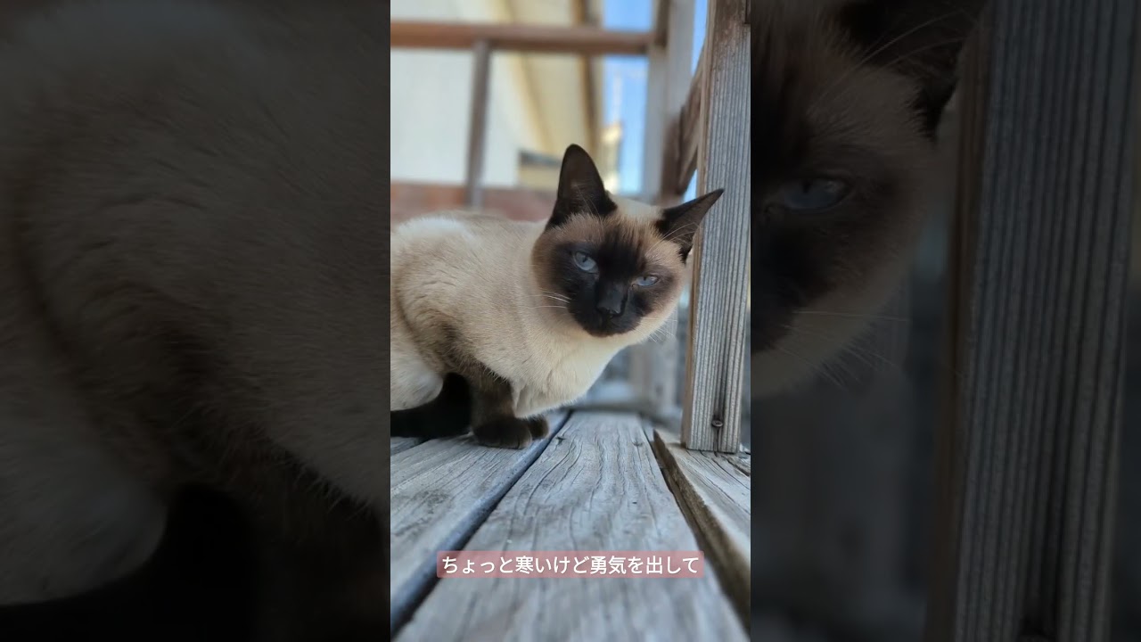 ちょっと寒いけど勇気を出して🐈 - Be brave to let go of the past - #shorts