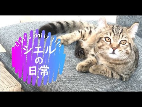 シエルの日常はじめました　/キンカロー　マンチカン×アメリカンカール