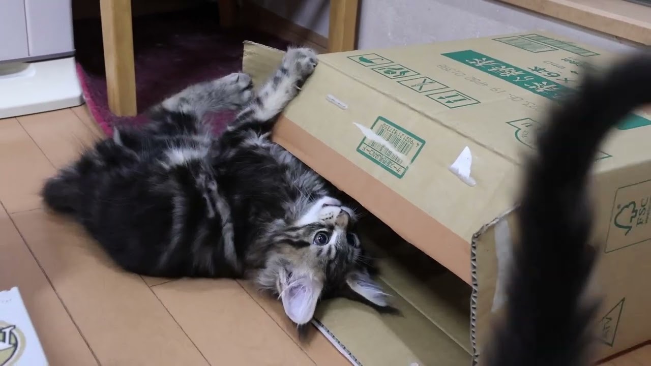 ブラウンのメインクーン子猫生後73日
