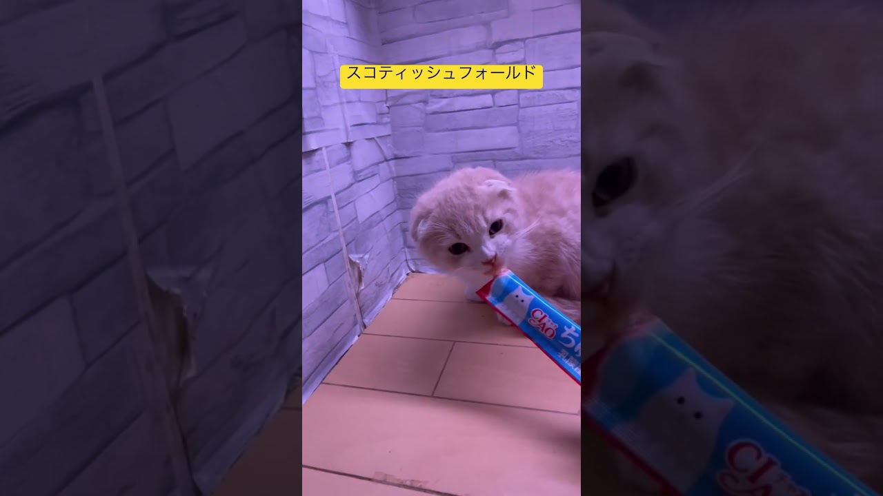 スコティッシュフォールドの子猫にチュールをあげたら