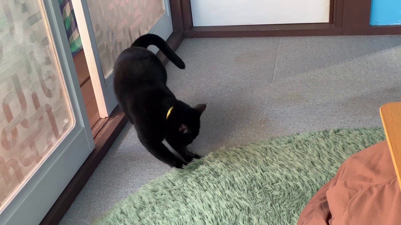 じゅうたんで遊ぶ猫がおもしろすぎる！！4匹黒猫ボンベイファミリー
