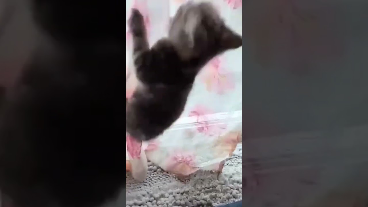 子猫の挑戦/登るそ！