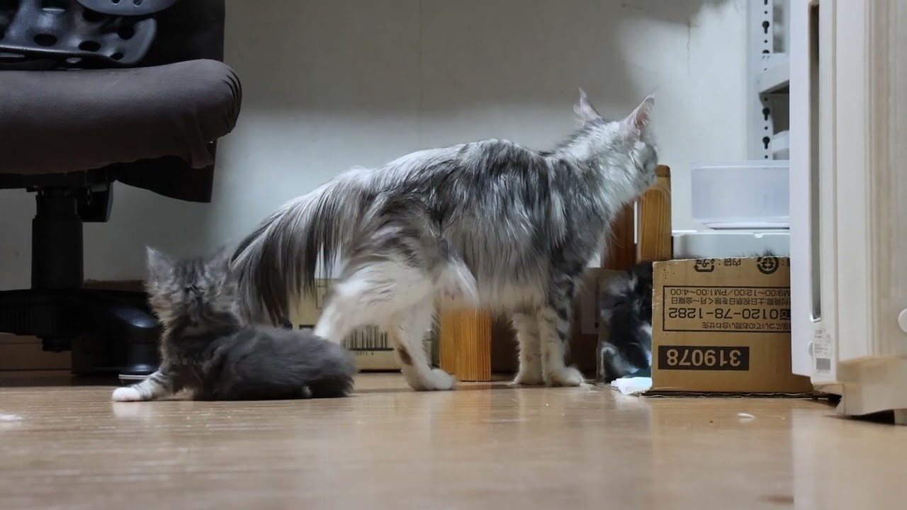 メインクーンの子猫達ドアを開けたよ