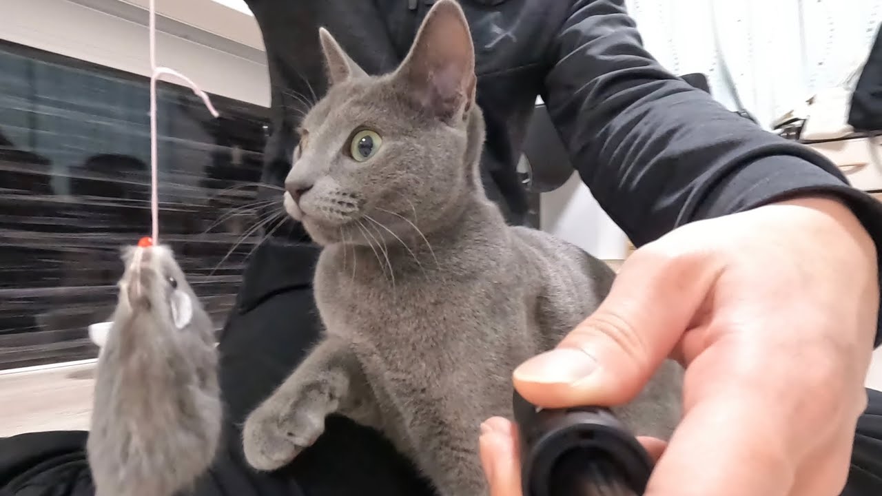 我が家のロシアンブルー猫は遊び方がダイナミックすぎるんですけど．．．