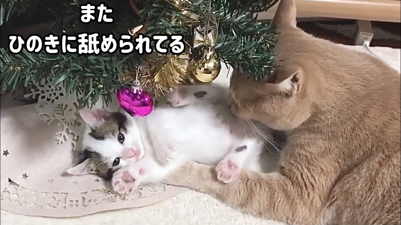 わざわざ舐められるためにひのきに群がる子猫たち