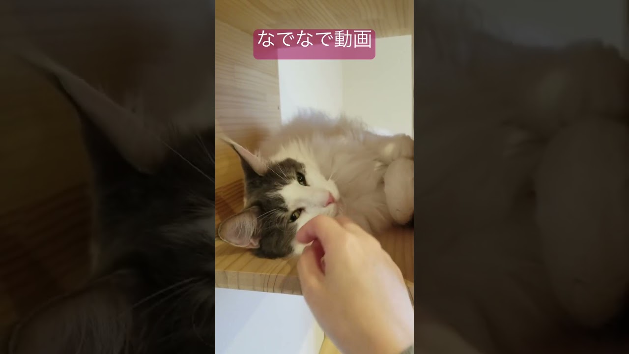 【メインクーン】ふわふわの楓さんを撫で撫で #メインクーン #かわいい猫 #猫カフェ