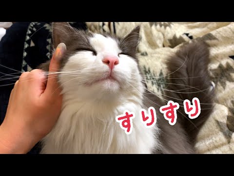 飼い主へのスリスリが止まらない猫【ノルウェージャンフォレストキャット】