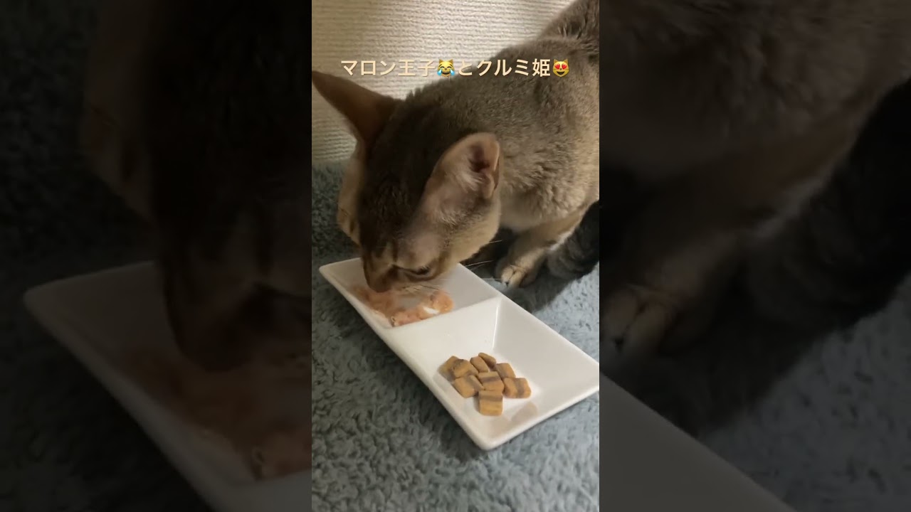 お兄ちゃん猫の食事を狙う可愛い子猫💖兄シンガプーラ😹& 妹アメリカンショートヘア😻